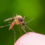 Dengue Fever-zamasolution-features-2023