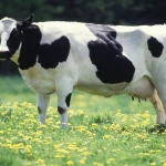 Holstein Cow-zamasolution-features-2023