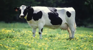 Holstein Cow-zamasolution-features-2023