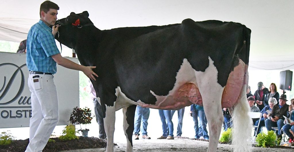 Holstein Cow-zamasolution-marketing-2023
