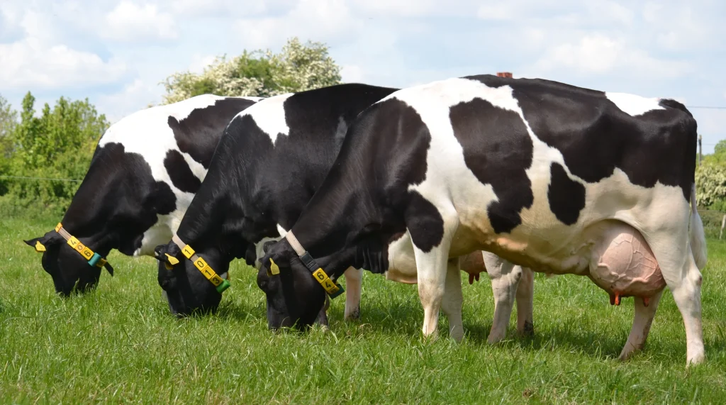Holstein Cow-zamasolution-secrets-2023